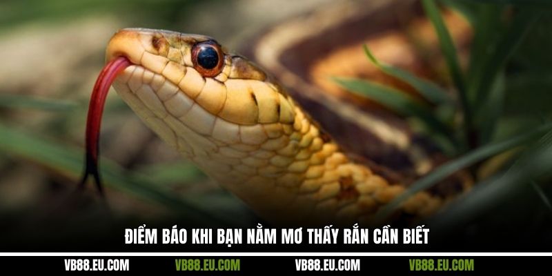 Điểm báo khi bạn nằm mơ thấy rắn cần biết