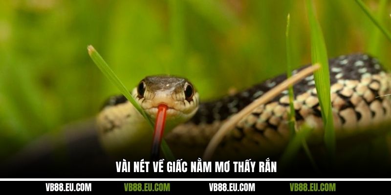 Vài nét về giấc nằm mơ thấy rắn