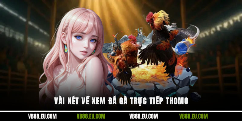 Vài nét về xem đá gà trực tiếp Thomo